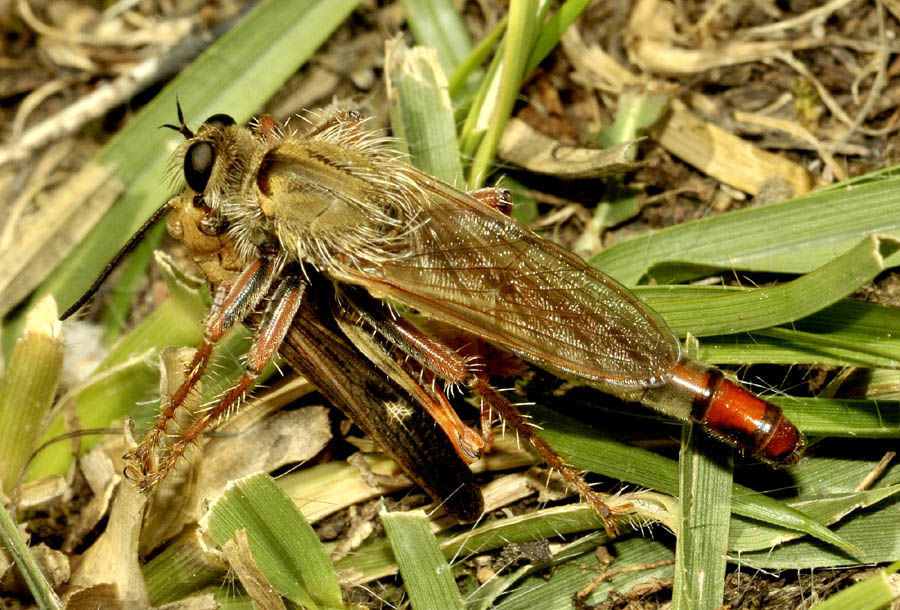 Asilidae da det: Stenopogon sp.